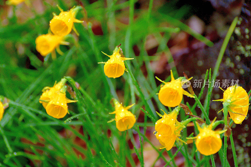 水仙/裙水仙花/钩裙水仙花